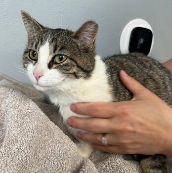 Rollie -  Domestic Short Hair Cat for Adoption in Taycheedah, Wisconsin - Rollie | PetCurious