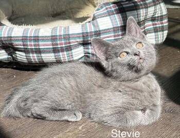 Domestic Short Hair Cats Available for Adoption in WDM, Iowa - Stevie | PetCurious