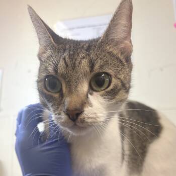 Rescue Domestic Short Hair Cats for Adoption in Philadelphia, Pennsylvania - Latte | PetCurious