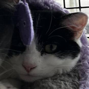 Sushi -  Domestic Short Hair Cat for Adoption in Ruckersville, Virginia - Sushi | PetCurious