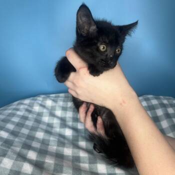 Domestic Short Hair Cats Available for Adoption in San Antonio, Texas - Doc | PetCurious