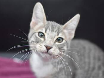 Ariana -  Domestic Short Hair Cat for Adoption in Portland, Oregon - Ariana | PetCurious