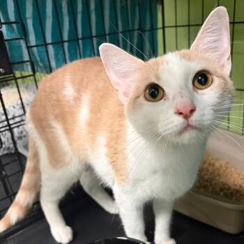 Domestic Short Hair Cats Available for Adoption in Webster, Texas - Roxy | PetCurious
