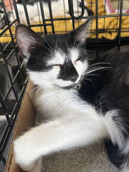 Rescue Domestic Short Hair Cats for Adoption in Rockaway, New Jersey - Bandit KITTEN | PetCurious