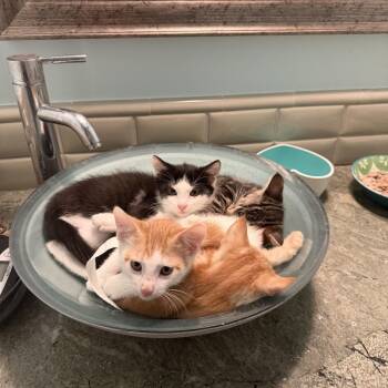 Rachel -  Domestic Short Hair Cat for Adoption in Los Angeles, California - Rachel | PetCurious