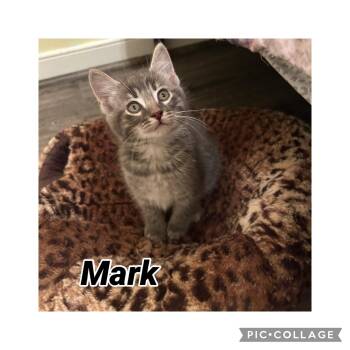 Domestic Short Hair Cats Available for Adoption in Richmond, Virginia - Mark | PetCurious