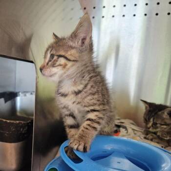 Domestic Short Hair Cats Available for Adoption in Austin, Texas - Ronnie 7 | PetCurious