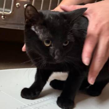 Star -  Domestic Medium Hair Cat for Adoption in Cedaredge, Colorado - Star | PetCurious