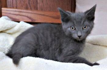 Lars -  Domestic Short Hair Cat for Adoption in Lexington, Virginia - Lars | PetCurious