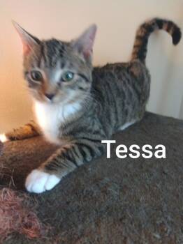 Rescue Domestic Short Hair Cats for Adoption in Liberty, New York - Tessa | PetCurious
