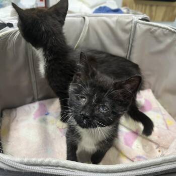 Worm -  Domestic Short Hair Cat for Adoption in Rocky Mount, Virginia - Worm | PetCurious