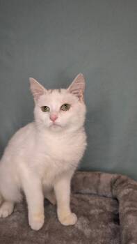 Rescue Domestic Short Hair Cats for Adoption in Hartwell, Georgia - 7510 Sakura | PetCurious