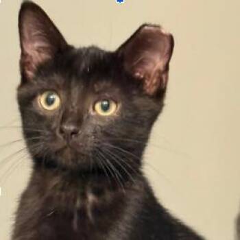 Shadow -  Domestic Short Hair Cat for Adoption in Sandy Springs, Georgia - Shadow | PetCurious
