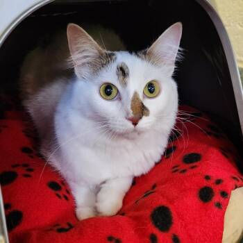 Peach -  Domestic Short Hair Cat Available for Adoption - Peach | PetCurious