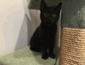 Rescue Domestic Short Hair Cats for Adoption in Milpitas, California - Titan | PetCurious