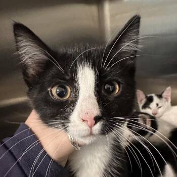 Domestic Short Hair Cats Available for Adoption - Jersey | PetCurious