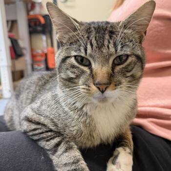 Kobe FIV Positive -  Domestic Short Hair Cat Available for Adoption in Clifton, New Jersey - Kobe FIV Positive | PetCurious