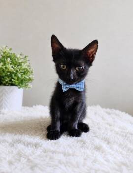 ASTRO -  Domestic Short Hair Cat for Adoption in Houston, Texas - ASTRO | PetCurious