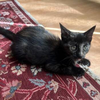 Monica -  Domestic Short Hair Cat for Adoption in Prescott, Arizona - Monica | PetCurious