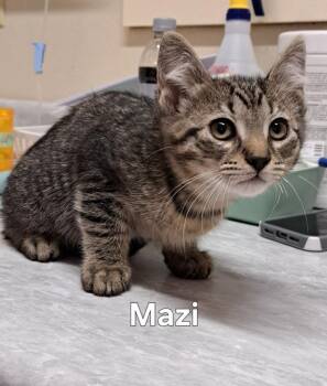 Mazi -  Domestic Medium Hair Cat Available for Adoption in Plattsburgh, New York - Mazi | PetCurious