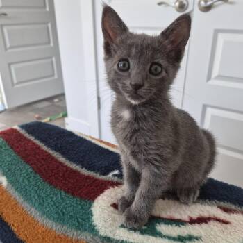Earl Grey -  Domestic Short Hair Cat for Adoption in Greenville, South Carolina - Earl Grey | PetCurious