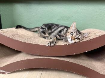Uncle Sam -  Domestic Short Hair Cat for Adoption in Port Jervis, New York - Uncle Sam | PetCurious