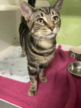 Rescue Domestic Short Hair Cats for Adoption in Muskegon, Michigan - Wally | PetCurious