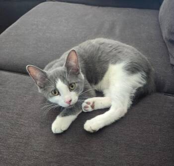 Ti-bout -  Domestic Short Hair Cat for Adoption in Delson, Quebec - Ti-bout | PetCurious