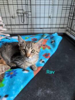 Rav -  Tabby Cat for Adoption in Shrewsbury, Massachusetts - Rav | PetCurious