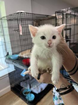 Pearl -  Domestic Short Hair Cat for Adoption in North Richland Hills, Texas - Pearl | PetCurious
