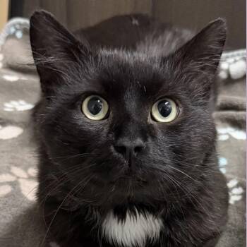 Predazzo -  Domestic Medium Hair Cat Available for Adoption in Wakefield, Massachusetts - Predazzo | PetCurious