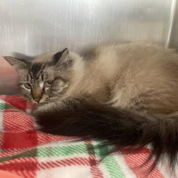 Stray 9/19/26 A65122 -  Domestic Long Hair Cat for Adoption in Keizer, Oregon - Stray 9/19/26 A65122 | PetCurious