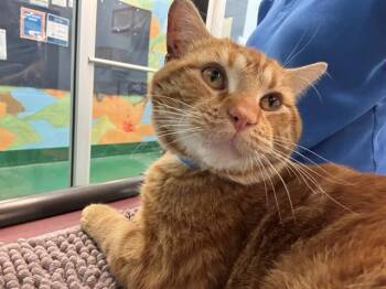 Domestic Short Hair Cats Available for Adoption - GOLDFISH | PetCurious