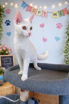 Domestic Short Hair Cats Available for Adoption - Snow | PetCurious