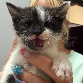 Cleo -  Domestic Short Hair Cat for Adoption in North Canton, Ohio - Cleo | PetCurious