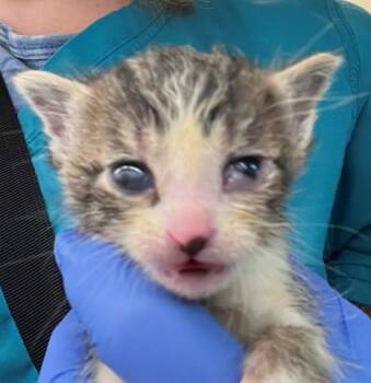 A655387 -  Domestic Short Hair Cat for Adoption in Houston, Texas - A655387 | PetCurious