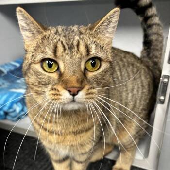 Cassidy -  Domestic Short Hair Cat for Adoption in Waynesburg, Pennsylvania - Cassidy | PetCurious