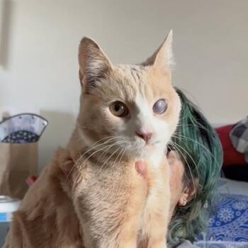 Domestic Short Hair Cats Available for Adoption in New York, New York - Guy From Fahrenheit 451 | PetCurious