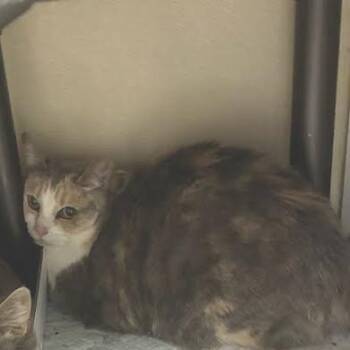 Domestic Short Hair Cats Available for Adoption in Jeffersonville, Indiana - Kismet | PetCurious