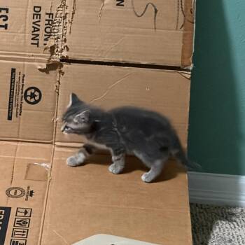 Toulouse -  Domestic Short Hair and American Shorthair Cat for Adoption in Columbia, Missouri - Toulouse | PetCurious