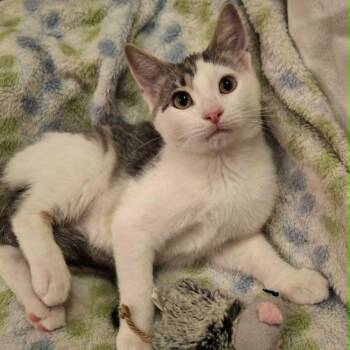 Marmoset (Whiskers Society) -  Domestic Short Hair Cat for Adoption in Watertown, Wisconsin - Marmoset (Whiskers Society) | PetCurious