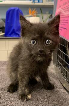 Domestic Medium Hair and Persian Cats Available for Adoption in Santa Rosa, California - Macadamia | PetCurious