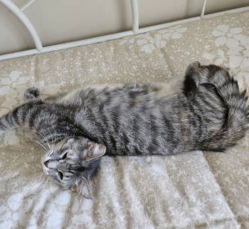 Rescue Domestic Short Hair and Tabby Cats for Adoption in Traverse City, Michigan - Pam | PetCurious