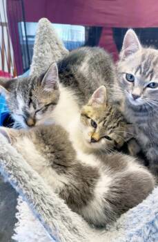 Tabby Cats Available for Adoption in Alameda, California - Cloudy | PetCurious