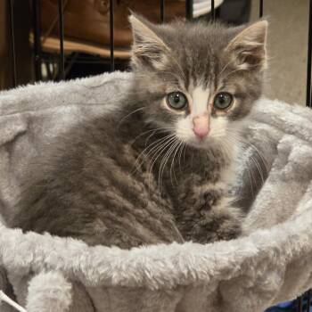 Iskari -  Domestic Short Hair Cat for Adoption in Mastic, New York - Iskari | PetCurious