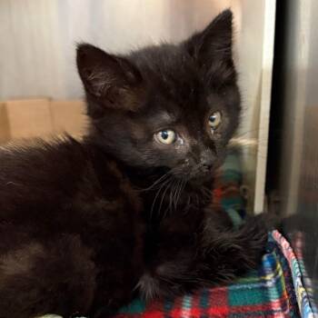 Domestic Short Hair Cats Available for Adoption in Newark, New Jersey - Nico | PetCurious
