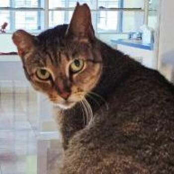 Loni -  Domestic Short Hair Cat for Adoption in Lake Jackson, Texas - Loni | PetCurious