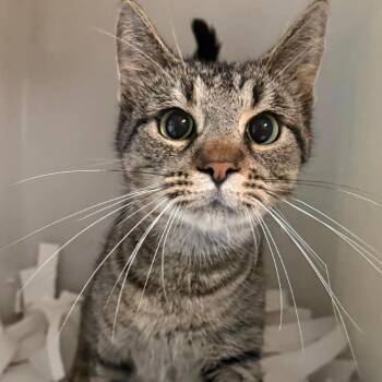 Domestic Short Hair Cats Available for Adoption in Washington, District Of Columbia - Venus (16879) | PetCurious