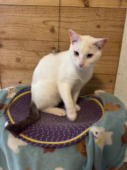 Domestic Short Hair Cats Available for Adoption in Temecula, California - Lenny | PetCurious