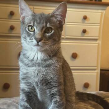 Tabby and Domestic Short Hair Cats Available for Adoption - Pepita - Grey Boys Litter | PetCurious
